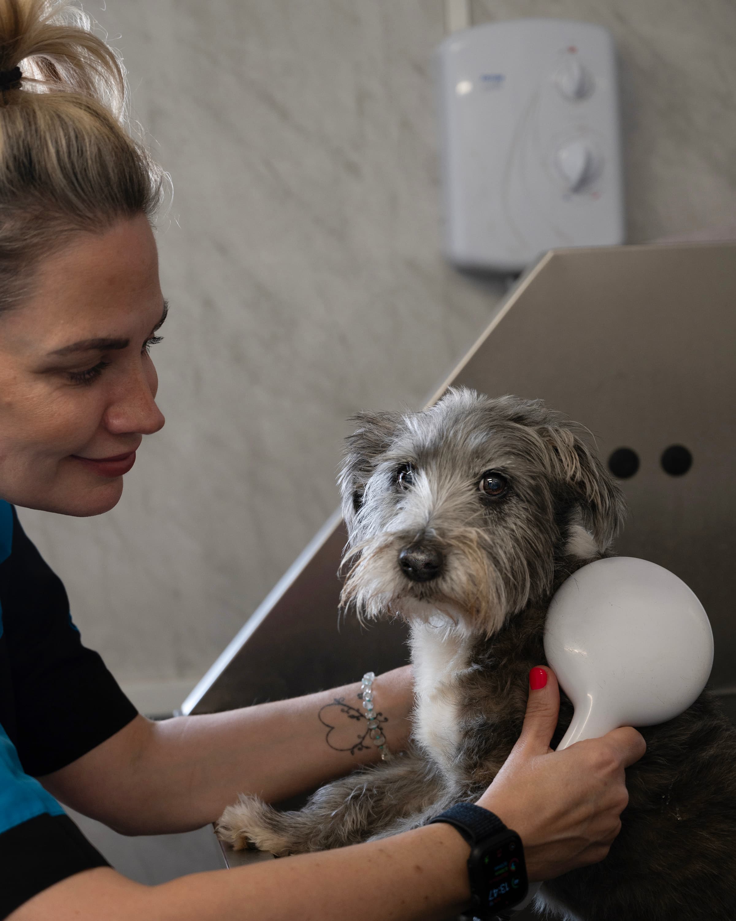 A calm dog being groomed